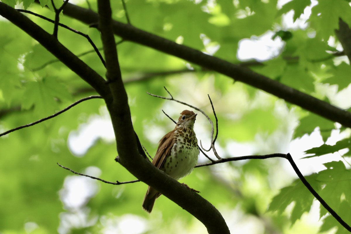 Wood Thrush - ML618820515