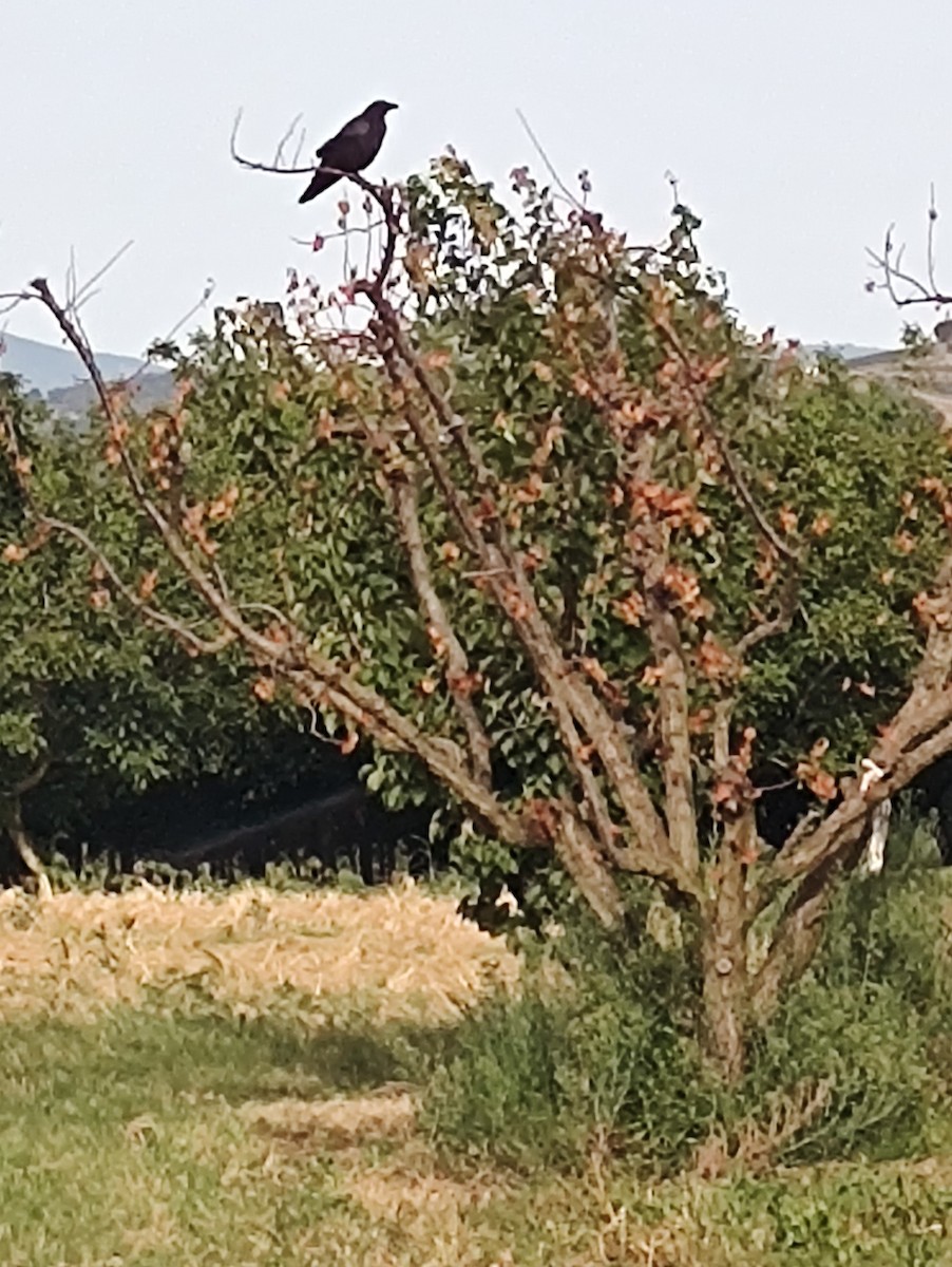 Carrion Crow - Amélie S