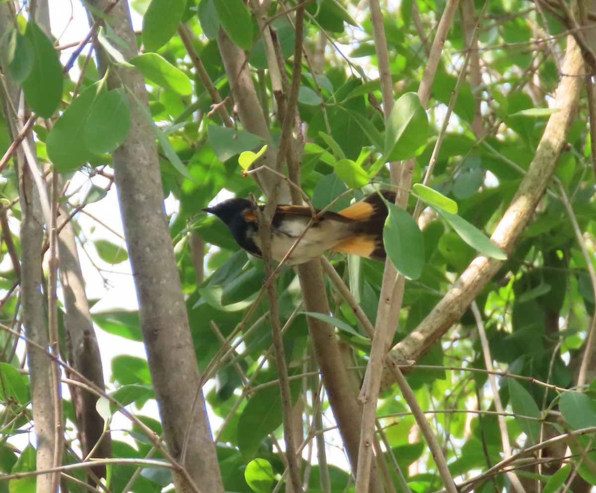 American Redstart - Gael Silverblatt