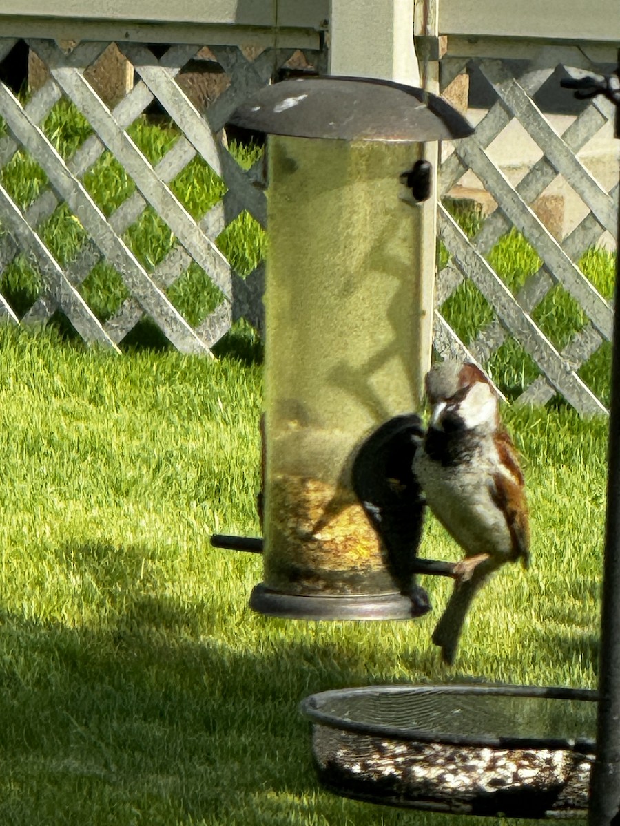 Black-capped Chickadee - J Ettenhofer