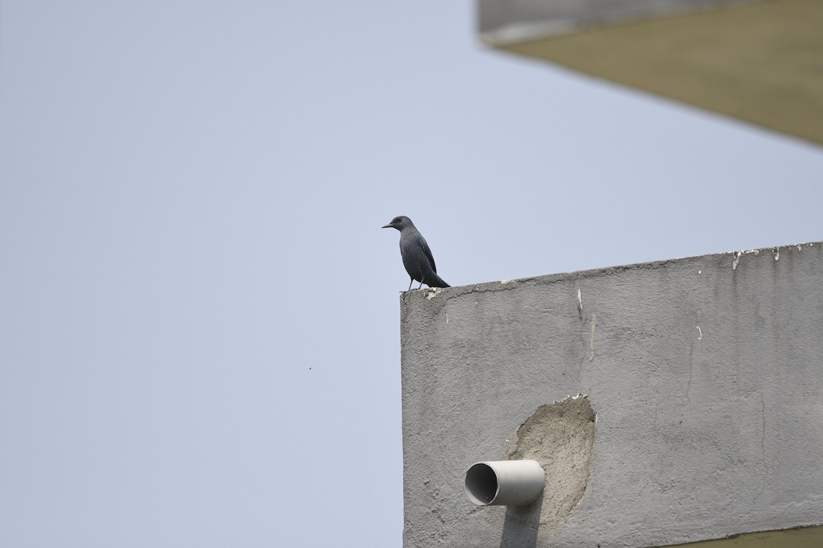 Blue Rock-Thrush - Debankur  Biswas