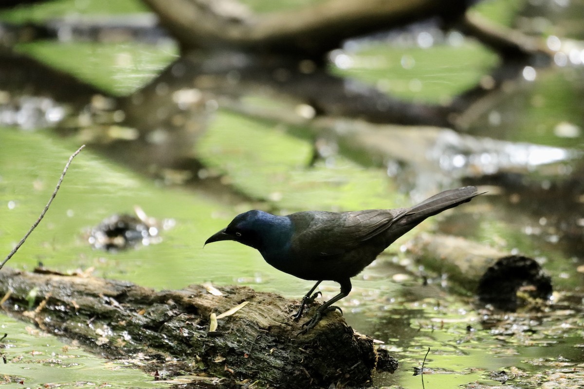 Common Grackle - William Going