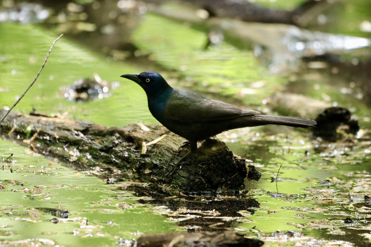 Common Grackle - William Going