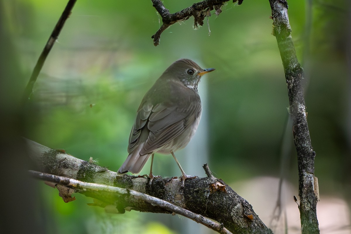 Gray-cheeked Thrush - Myron Peterson