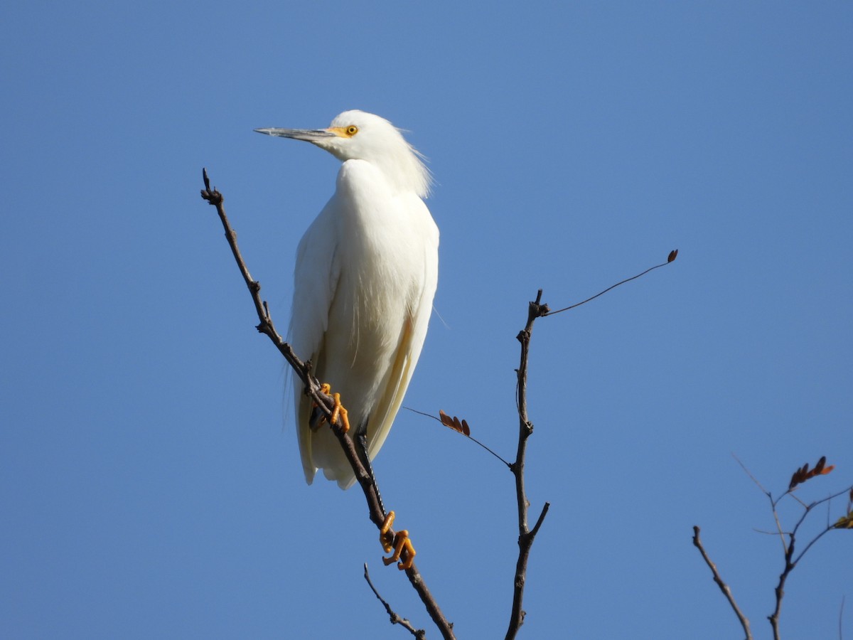 Snowy Egret - ML618820573