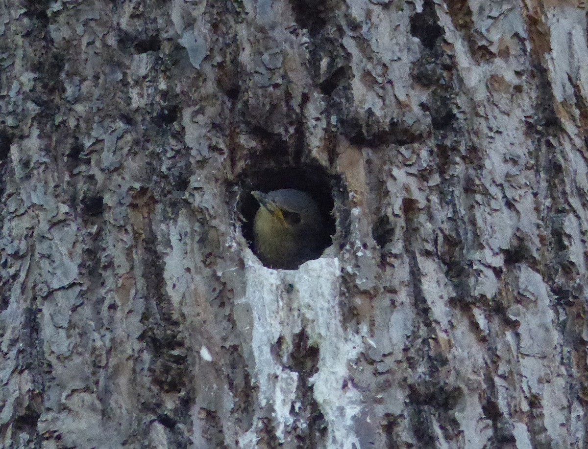 Étourneau sansonnet - ML618820583