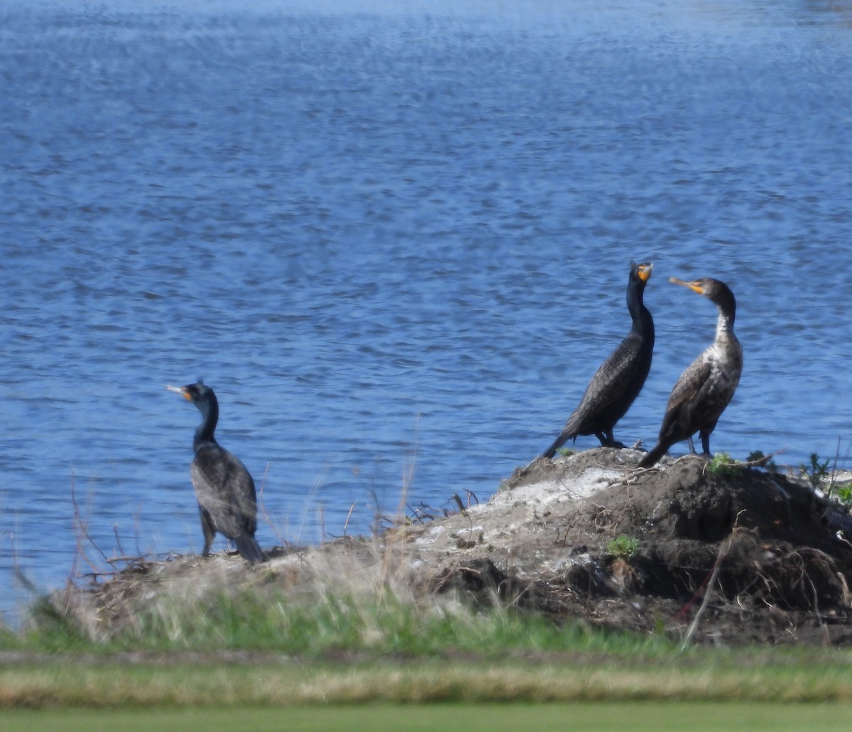 Double-crested Cormorant - Gerard Nachtegaele