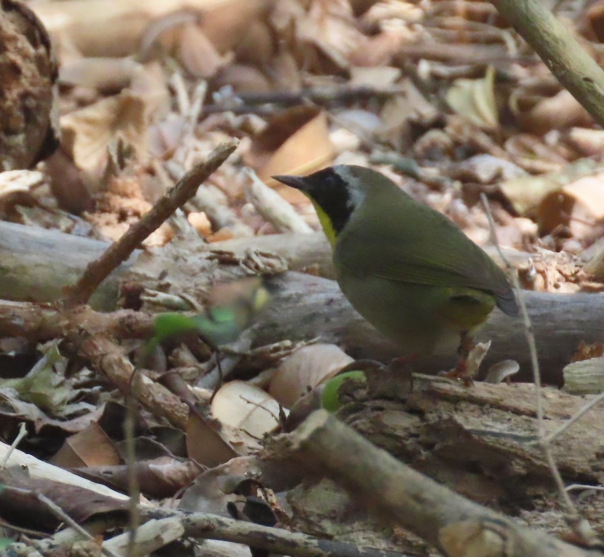 Common Yellowthroat - Gael Silverblatt