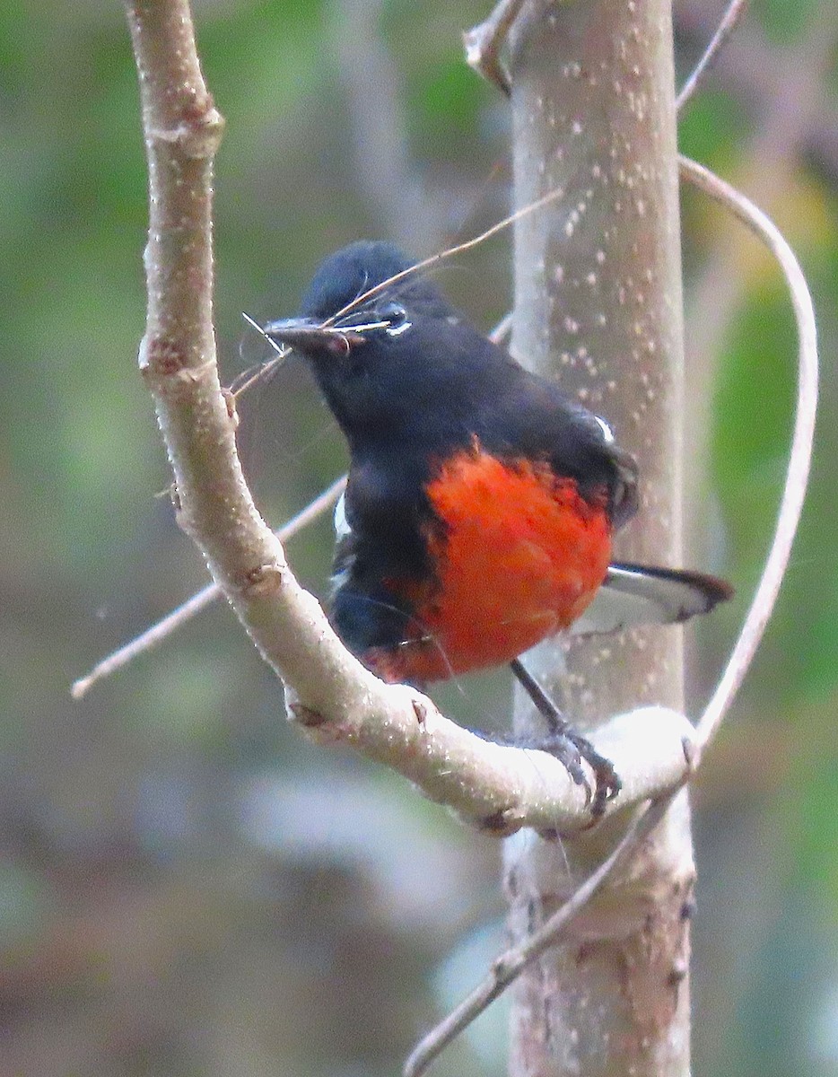 Painted Redstart - Alfonso Auerbach