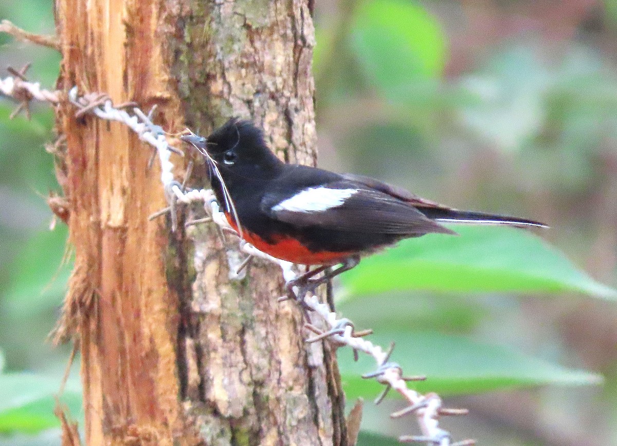 Painted Redstart - Alfonso Auerbach