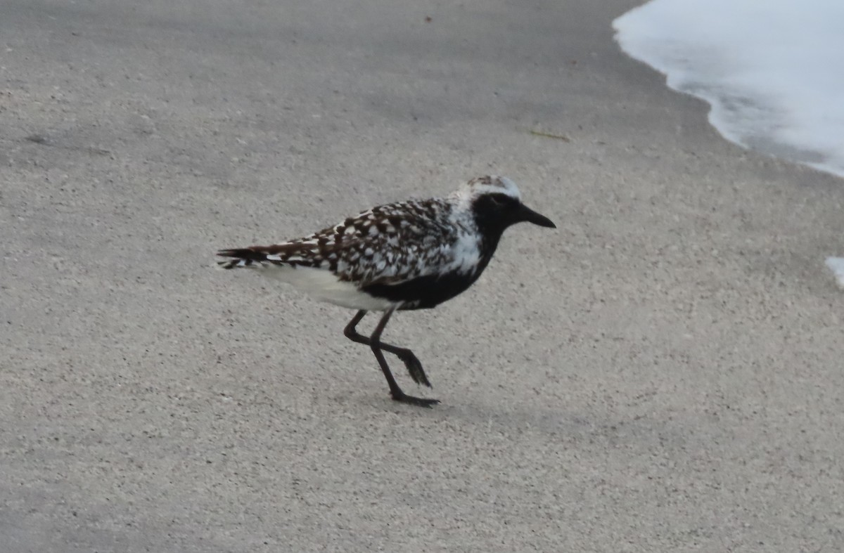 Black-bellied Plover - Cathy Olson