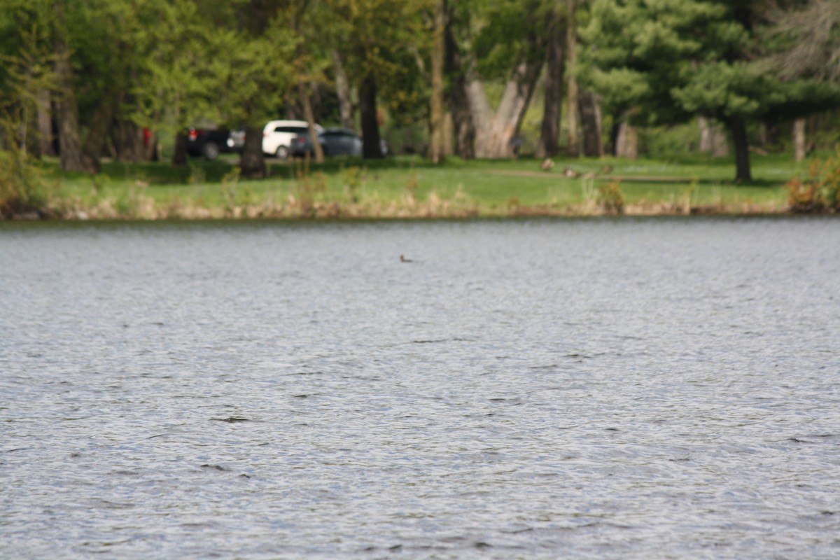 Hooded Merganser - Jahnua Sahr