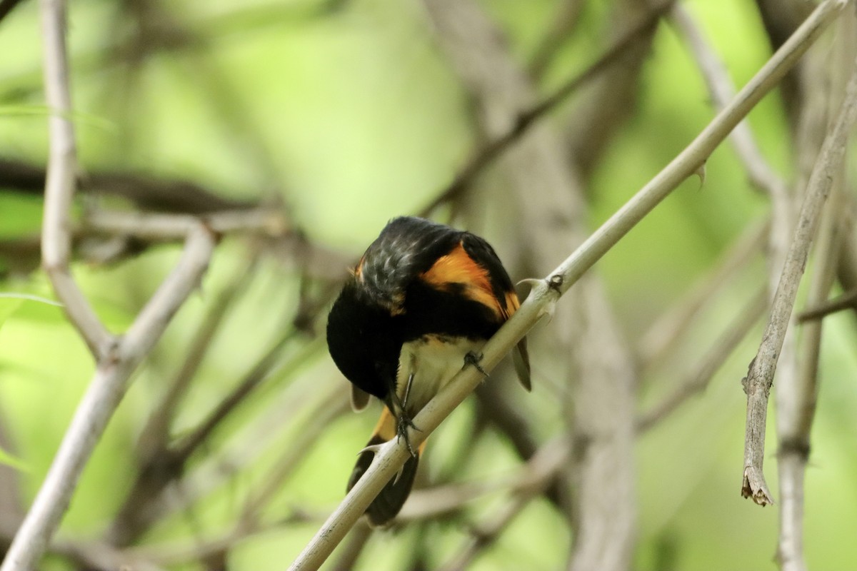 American Redstart - William Going