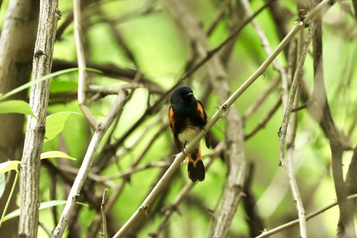 American Redstart - William Going