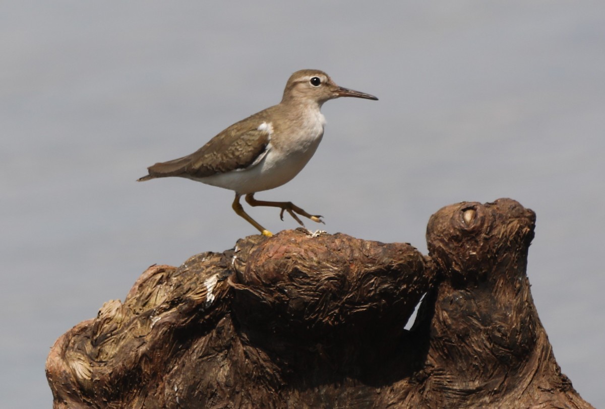 Spotted Sandpiper - Glenn Blaser