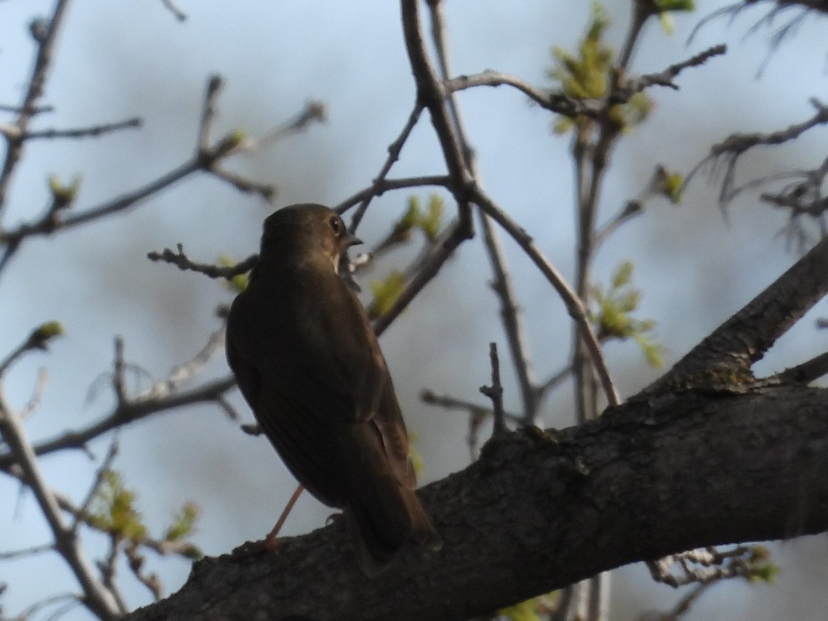 Swainson's Thrush - Gerard Nachtegaele