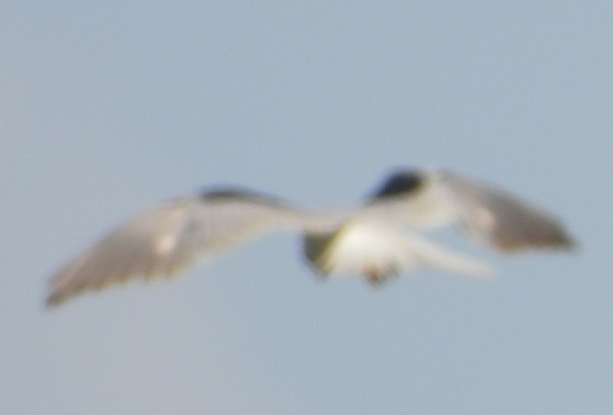 White-tailed Kite - Chuck Hignite