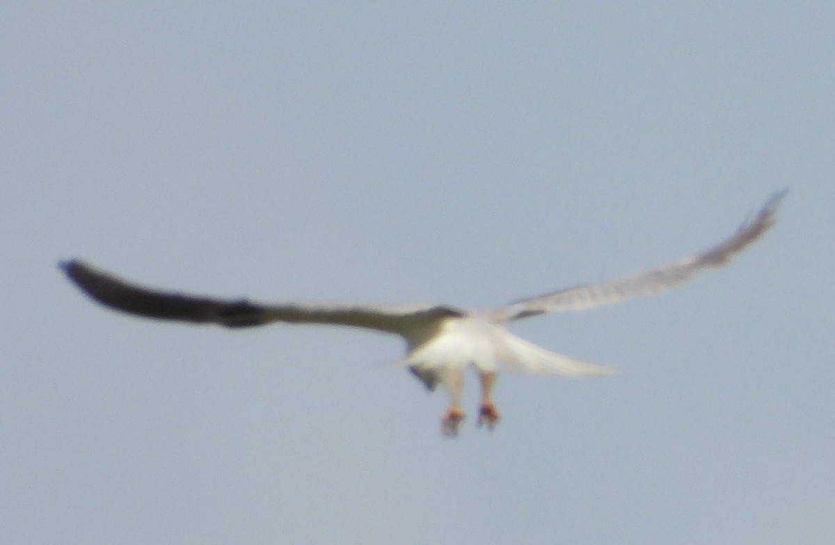 White-tailed Kite - Chuck Hignite