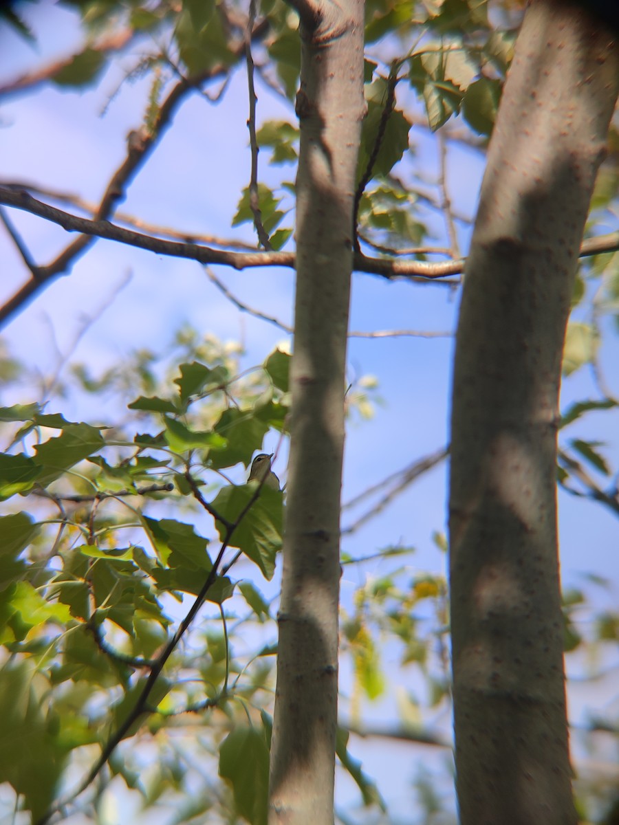 Warbling Vireo - Santhosh D T