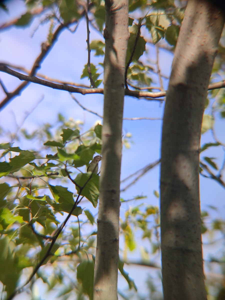 Warbling Vireo - Santhosh D T