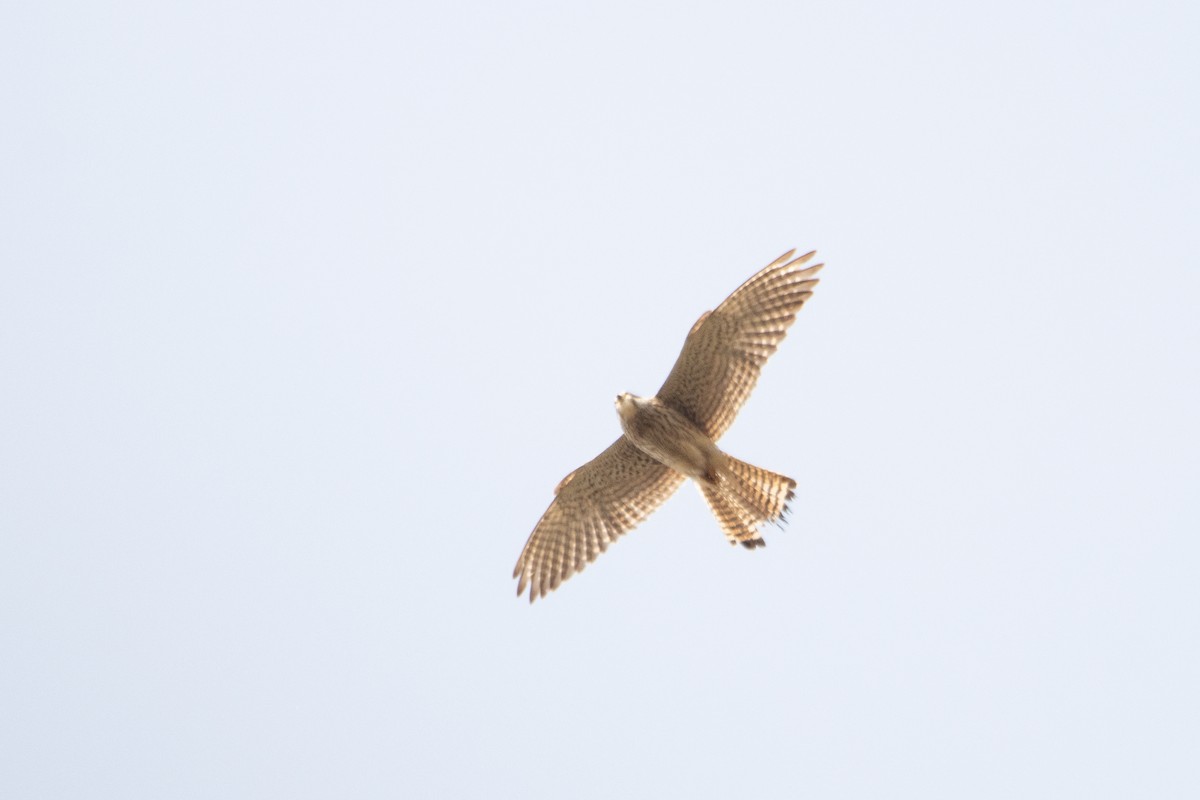 Eurasian Kestrel - Letty Roedolf Groenenboom