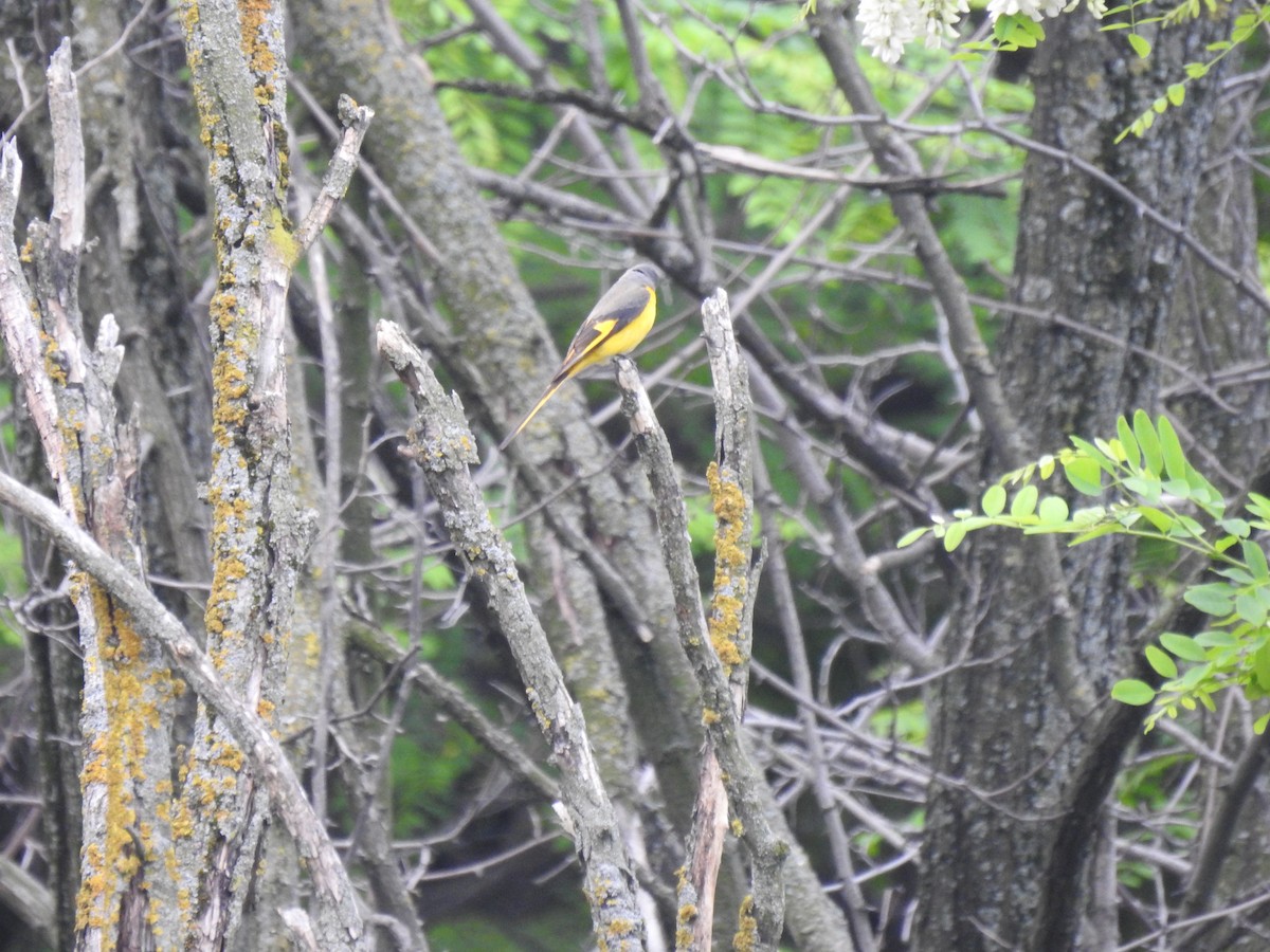 Long-tailed Minivet - Sheikh Riyaz