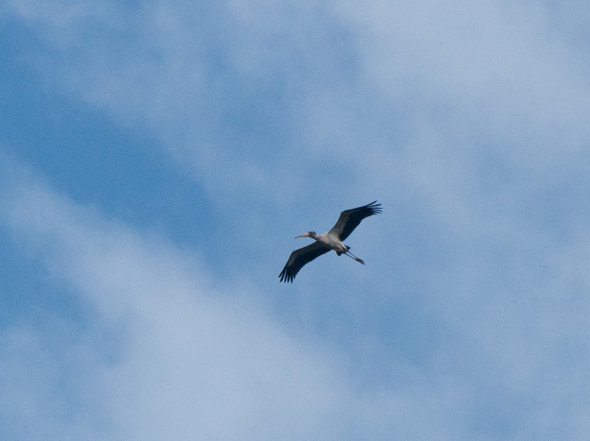 Wood Stork - Alan Hentz