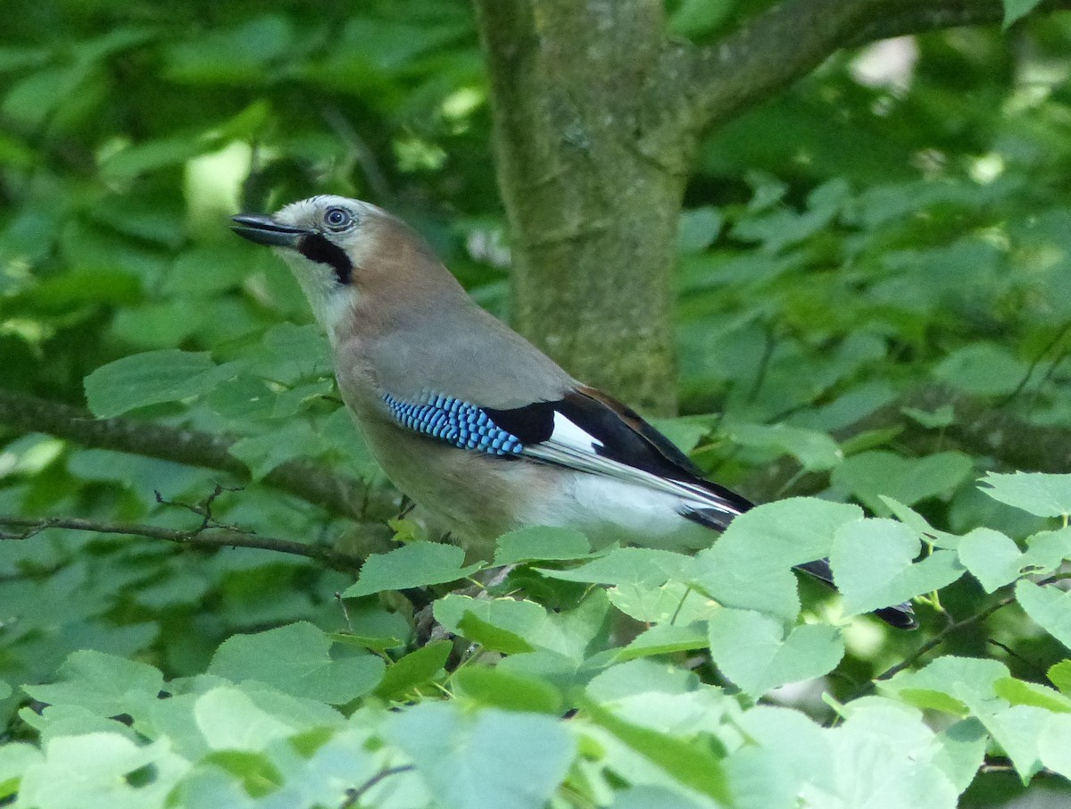 Eurasian Jay - ML618820685