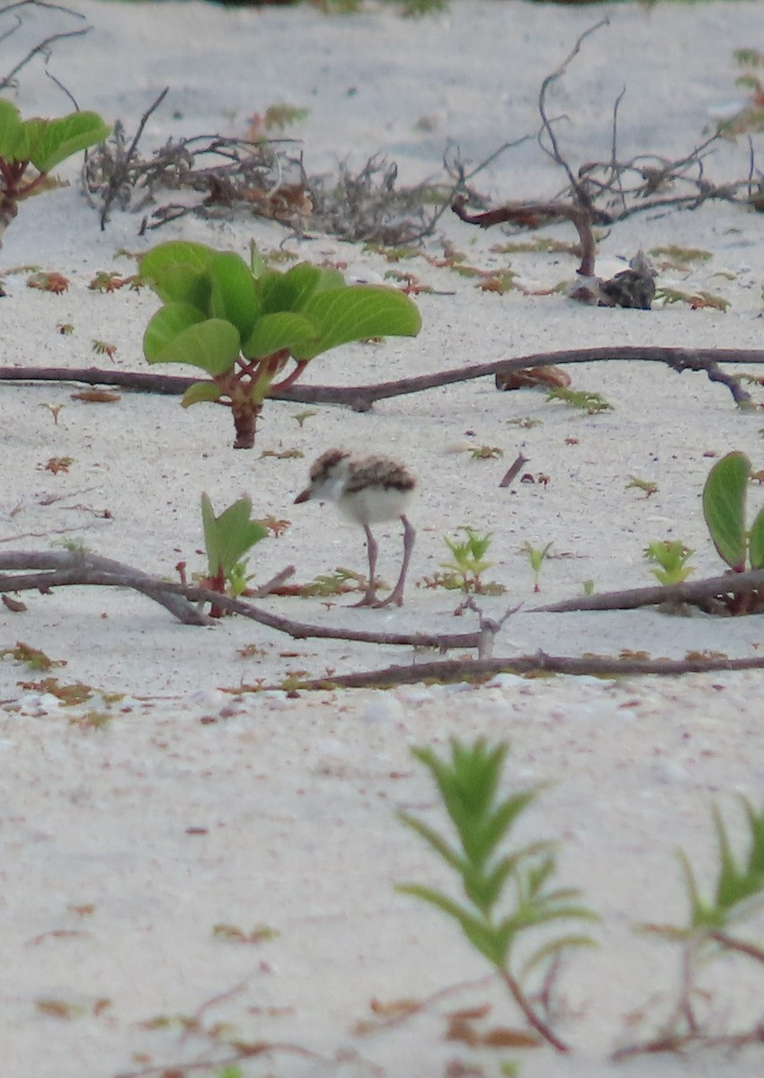 Wilson's Plover - Cathy Olson