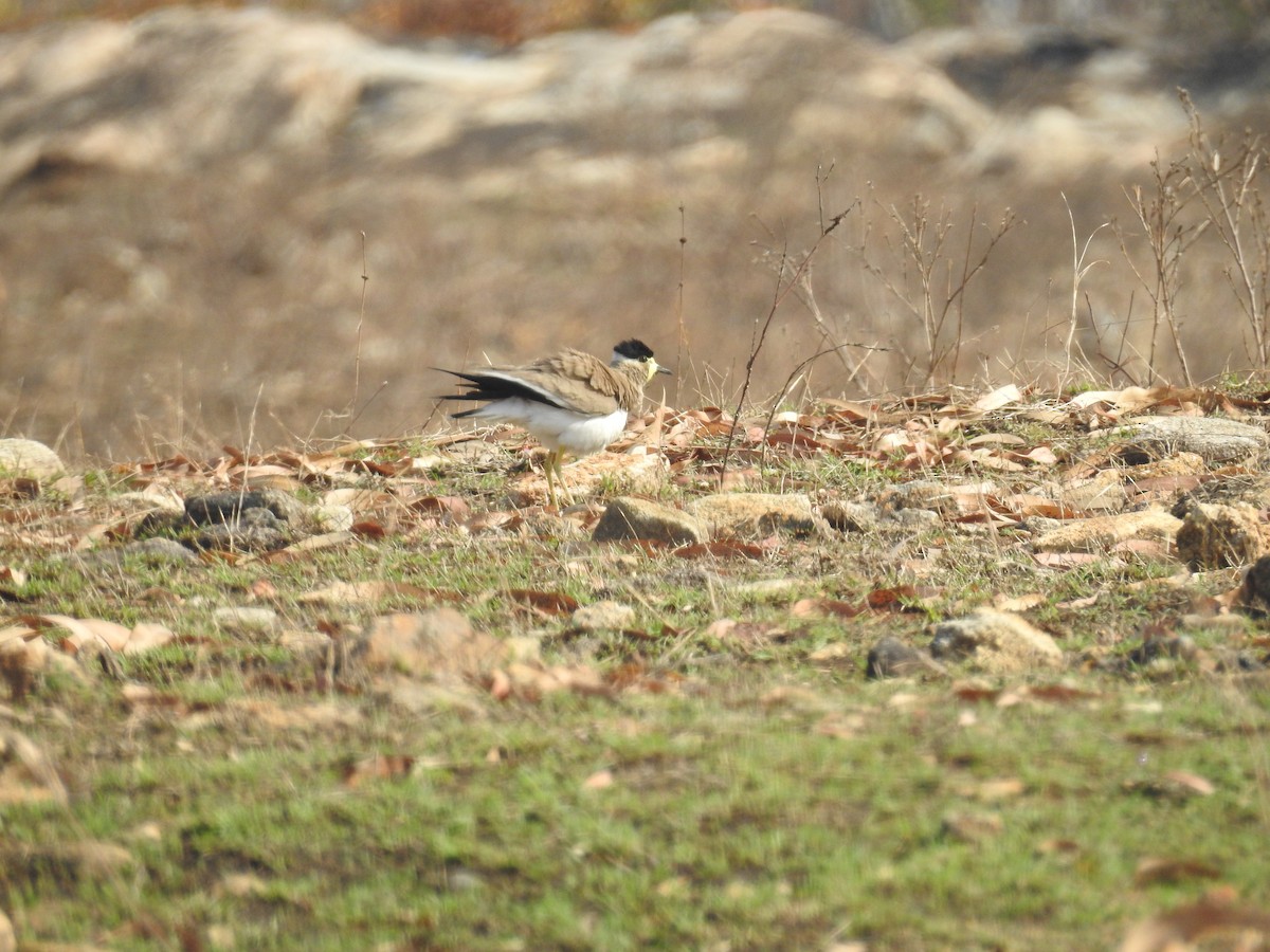 Yellow-wattled Lapwing - Bhuvan Raj K