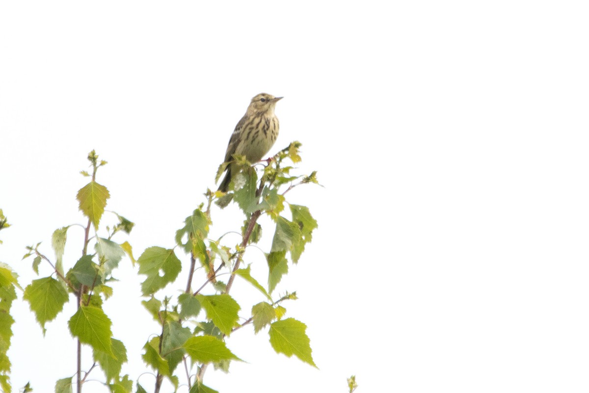 Tree Pipit - Letty Roedolf Groenenboom