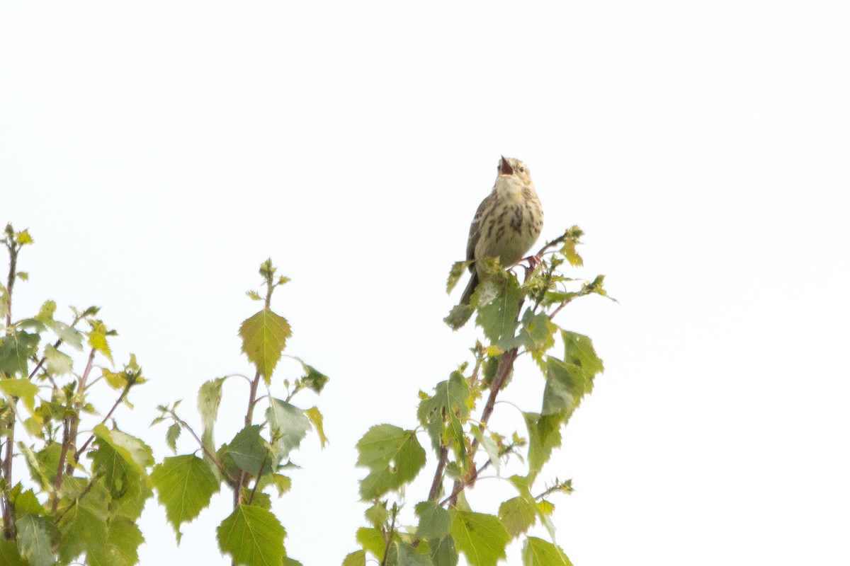 Tree Pipit - Letty Roedolf Groenenboom