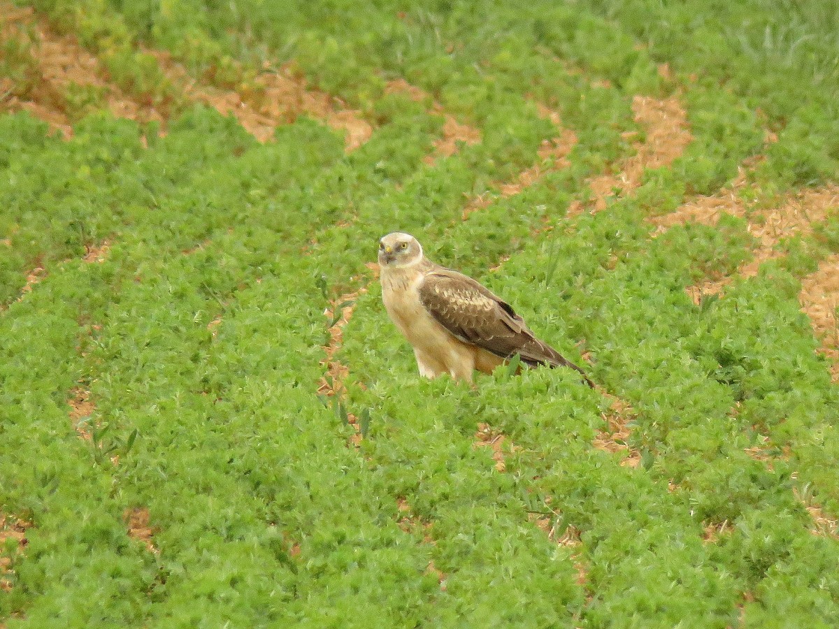 Pallid Harrier - ML618820707