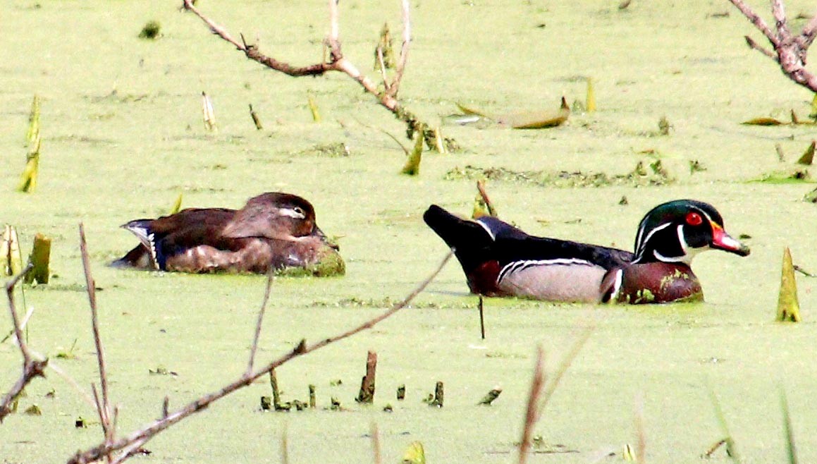 Wood Duck - Pat Mulligan