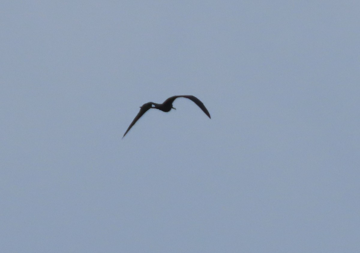 Magnificent Frigatebird - Cathy Olson