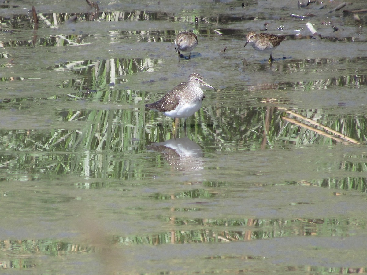 Solitary Sandpiper - John Coyle