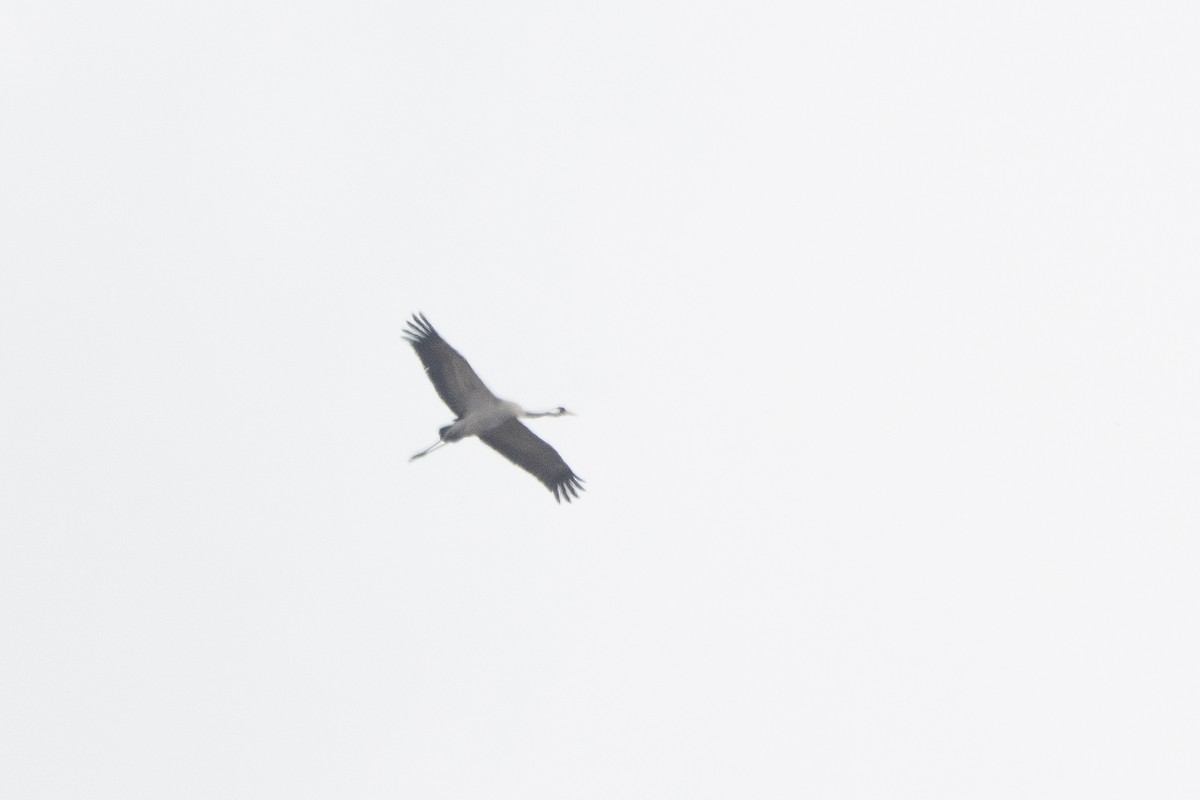 Common Crane - Letty Roedolf Groenenboom