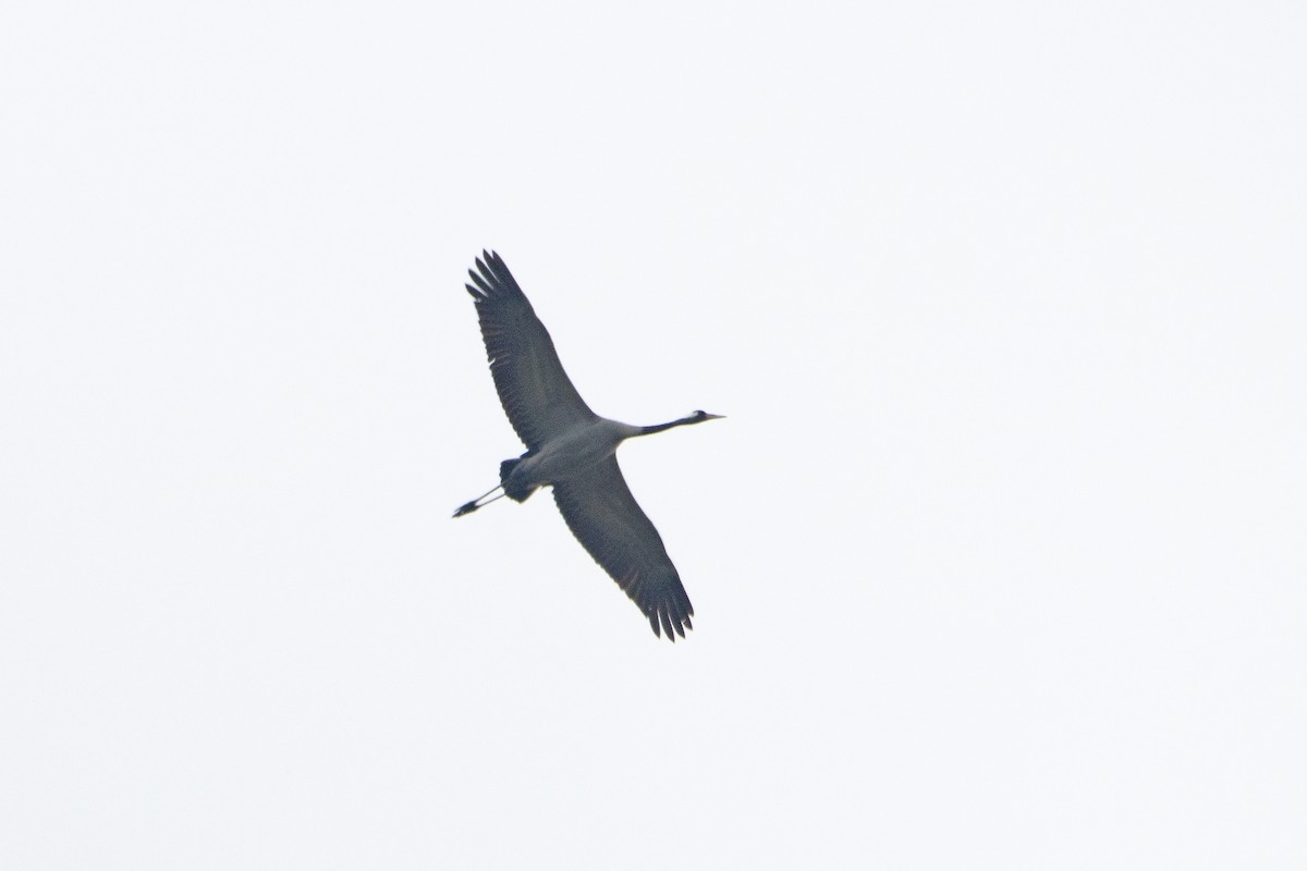 Common Crane - Letty Roedolf Groenenboom