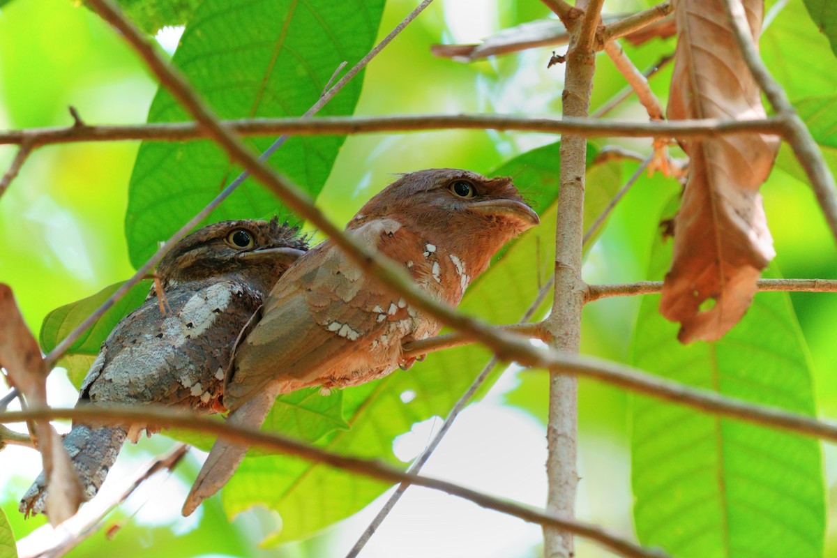 Sri Lanka Frogmouth - Raghavendra  Pai