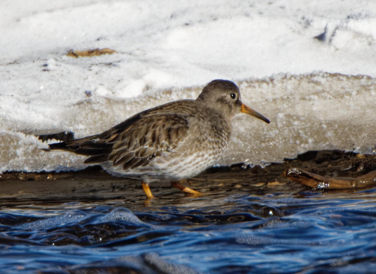 Purple Sandpiper - ML618820754