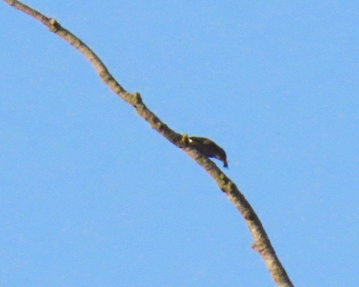 Olive-sided Flycatcher - Ida Domazlicky