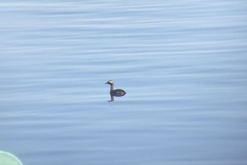 Horned Grebe - Gabe Kinstlinger