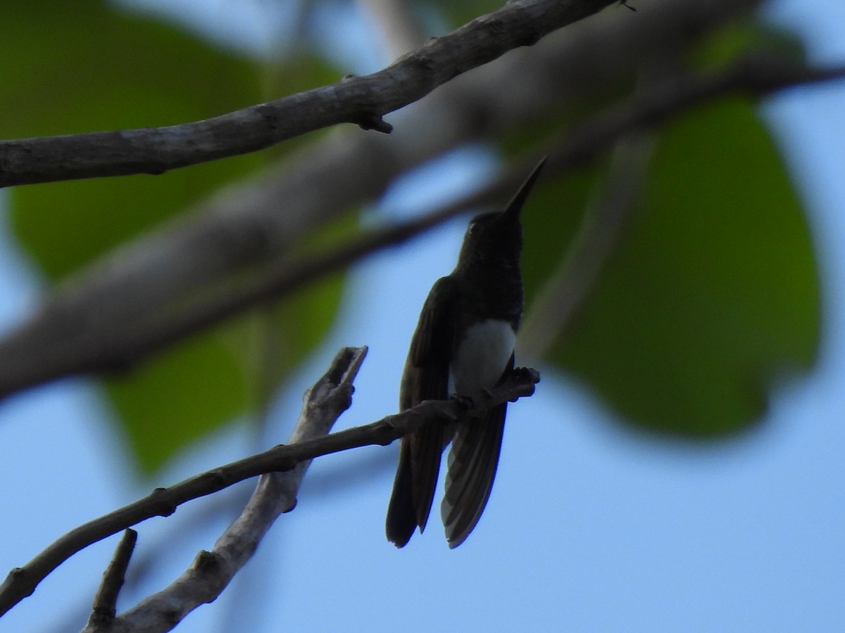 Snowy-bellied Hummingbird - María Henríquez