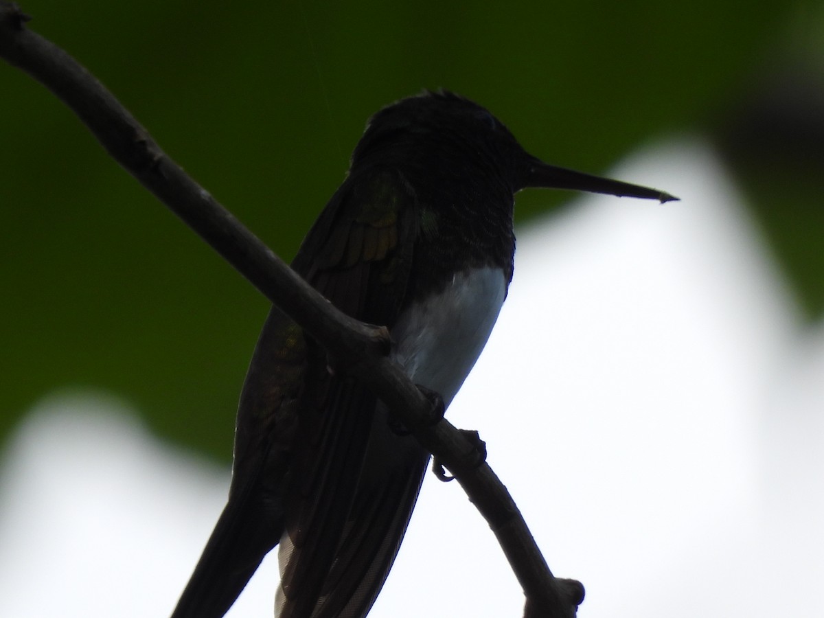 Snowy-bellied Hummingbird - María Henríquez