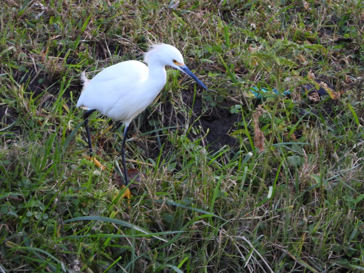 Snowy Egret - ML618820794