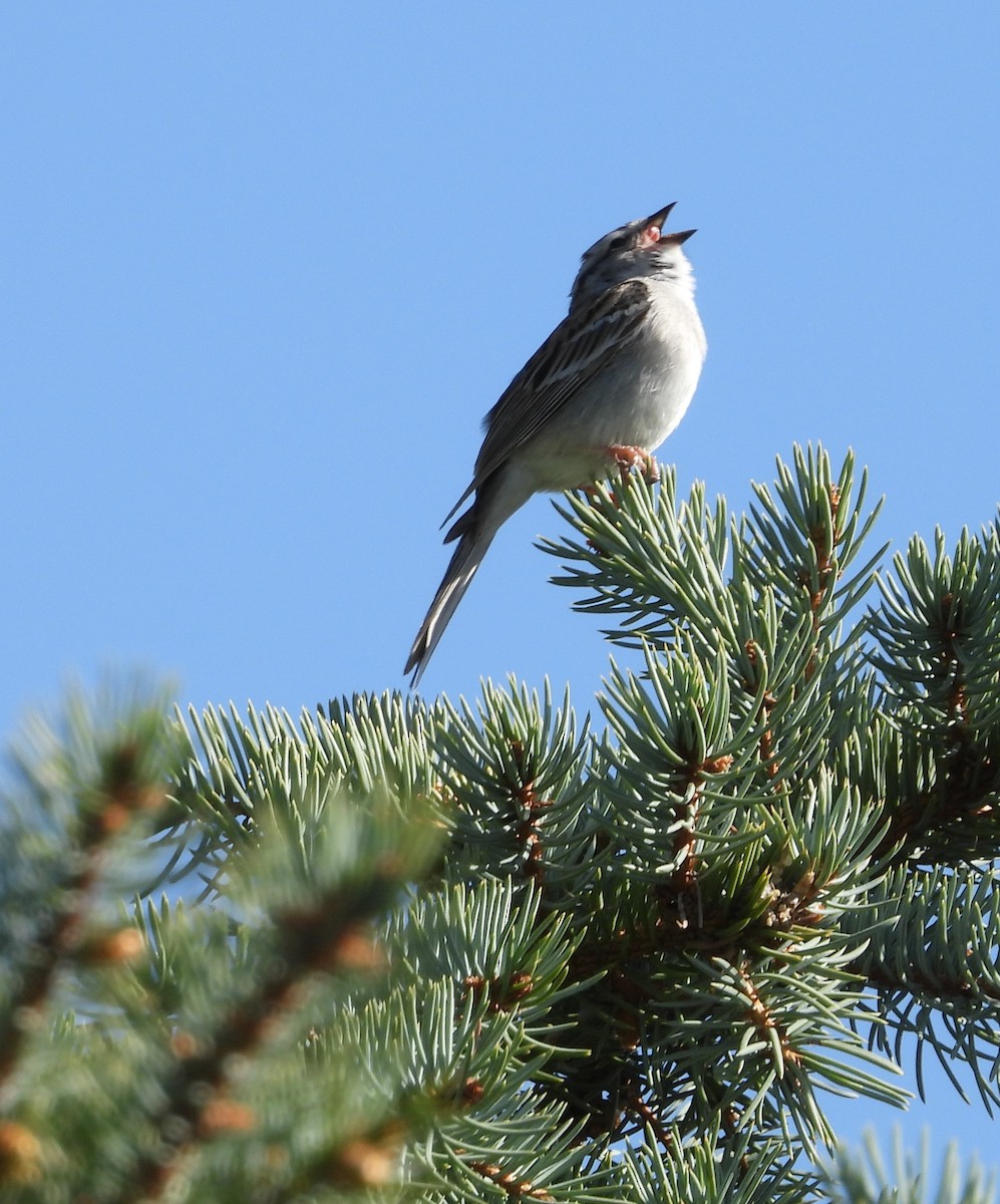 Chipping Sparrow - Gerard Nachtegaele