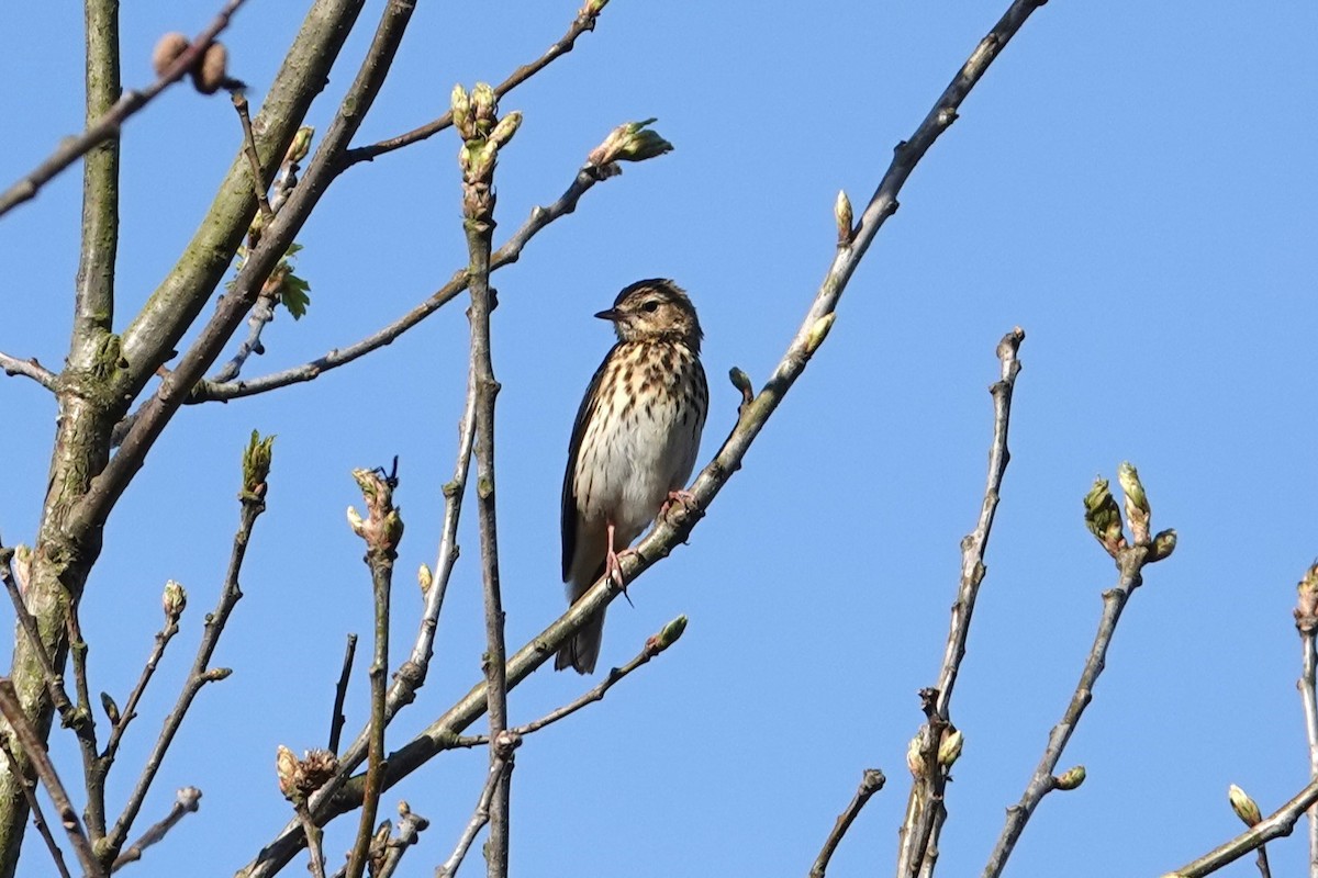 Tree Pipit - Toby Holmes