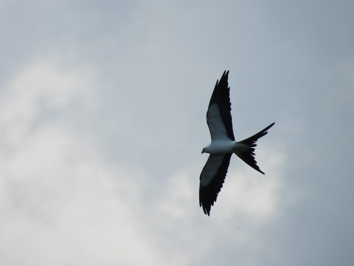Swallow-tailed Kite - ML618820860