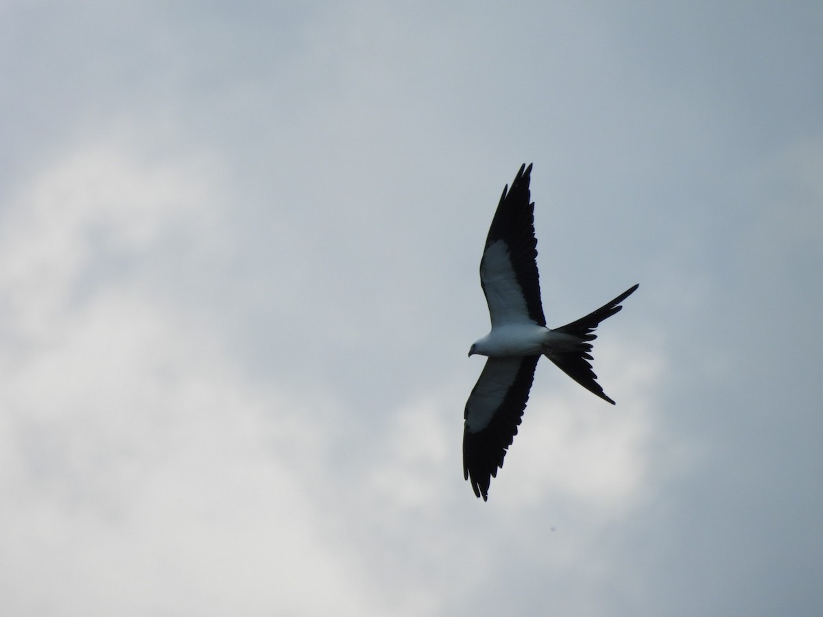 Swallow-tailed Kite - Charles Trent