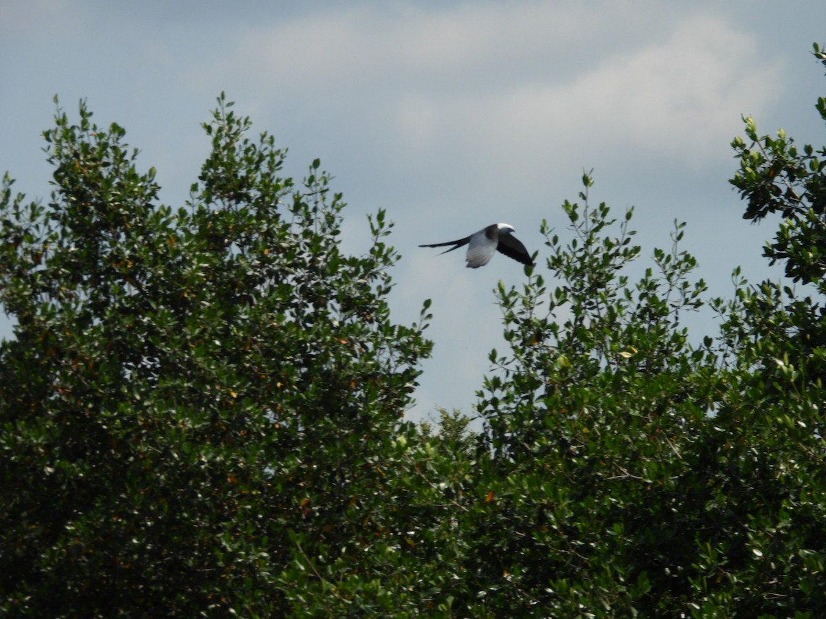 Swallow-tailed Kite - ML618820862